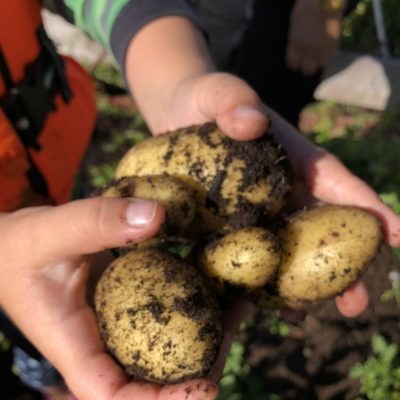 Nyskördad potatis!